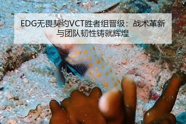EDG无畏契约VCT胜者组晋级：战术革新与团队韧性铸就辉煌